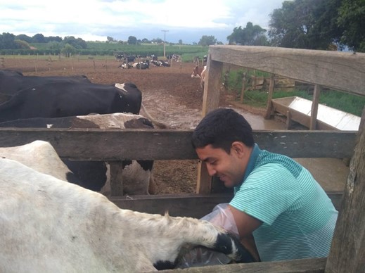 Diagnóstico de gestação em vaca de leite