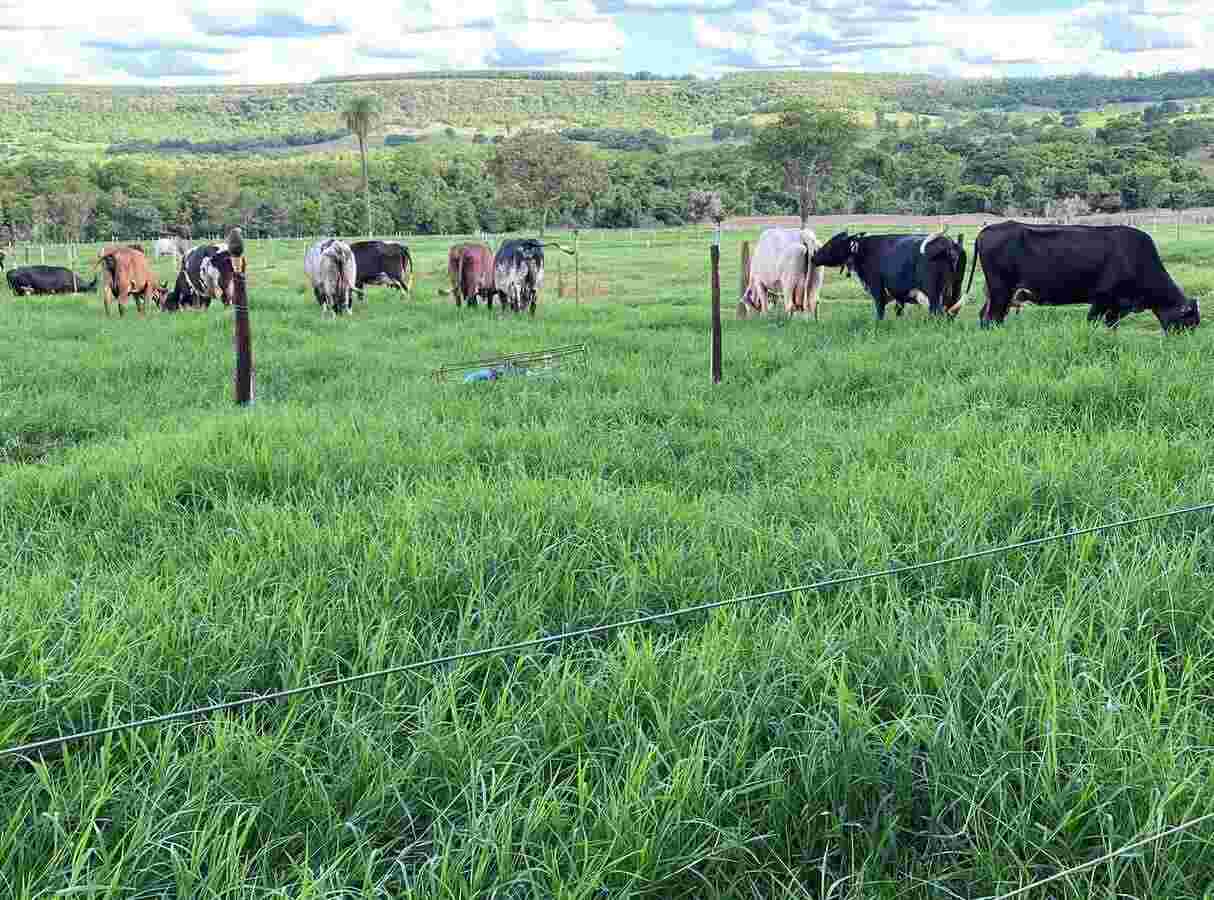 A Fazenda Nossa Sra de Lourdes usa o software para gestão de fazendas de pecuária Semper Leite